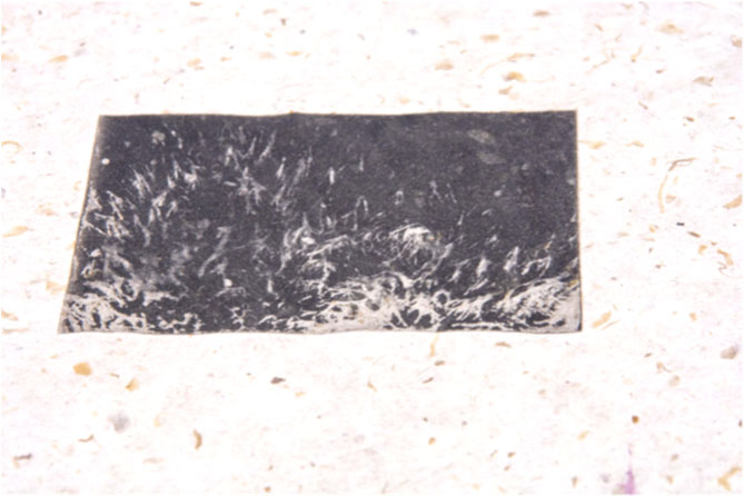 Printing the Unseen: Fungi as Material, Method, and Metaphor