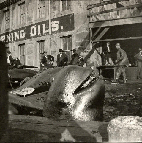 Blackfish at Fish Island by Albert Cook Church